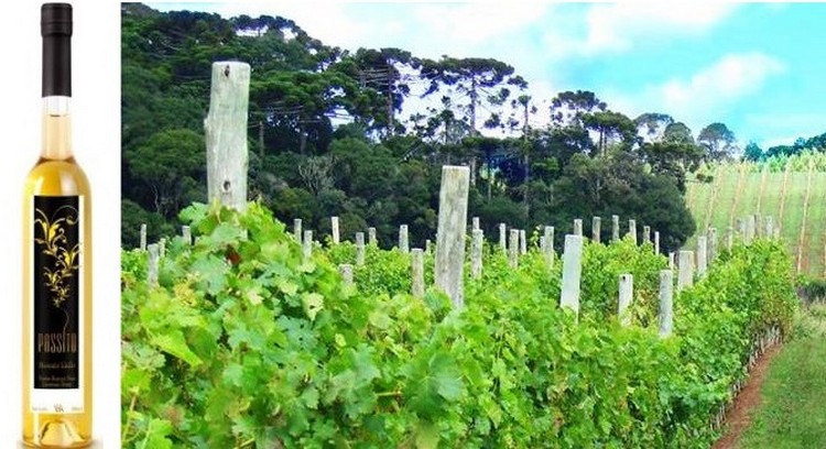 Vinicola Santa Augusta