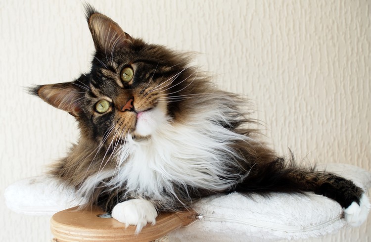 Sete dicas para o bem-estar de quem tem sete vidas