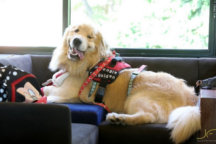 Viagem com pets: animais de estimação ganham vagão de luxo em trem turístico de São Paulo