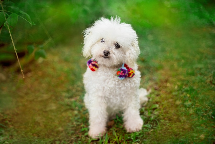 Segmento pet é o novo filão do setor hoteleiro